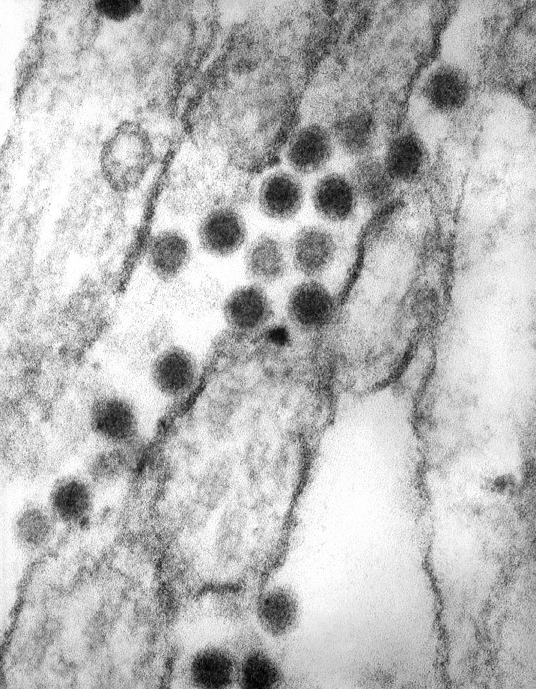 Molekulare Mikrobiologie